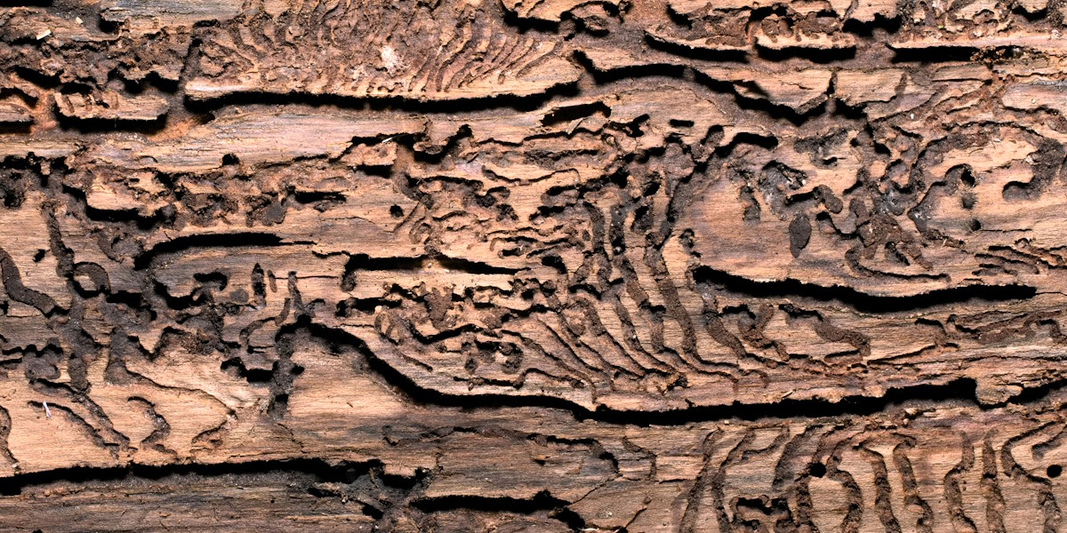 Foto: Immo Wegmann via Unsplash